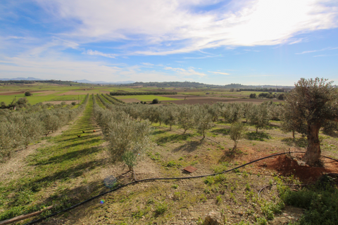 Landejendom i Muro, Mallorca, Muro - € 2.700.000 | Ref: 30 - foto 9